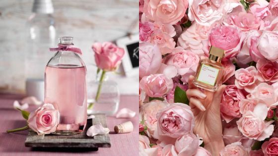 Pink roses and perfume bottle, highlighting floral fragrances and romantic scent essence.