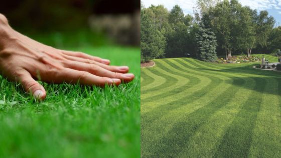 Hand touching lush grass; manicured lawn with striped mowing pattern and trees in the background.