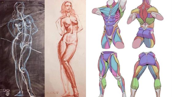 Artistic figure studies: life drawing sketches and anatomical muscle illustrations side by side for art reference.