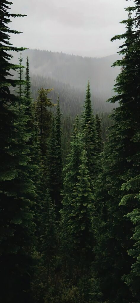 Dense evergreen forest shrouded in mist, showcasing lush green pine trees under a cloudy sky.