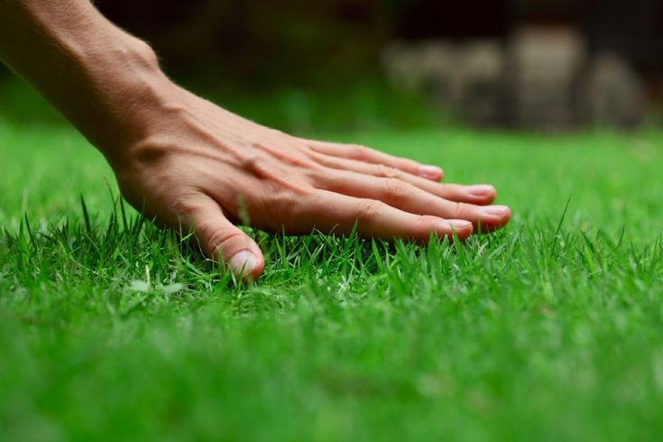 Hand gently touching lush green grass, highlighting nature's texture and freshness.