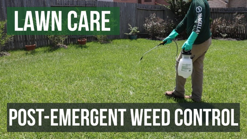 Man applying post-emergent weed control in a lush backyard lawn.