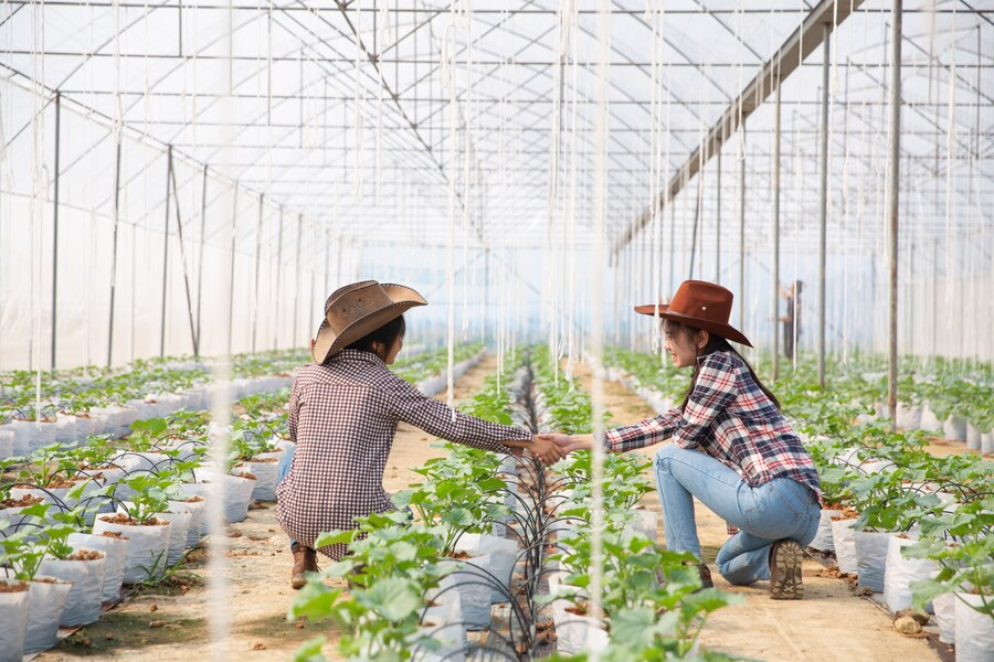 Two farmers in a greenhouse tending to plants, collaborating on agricultural tasks while wearing casual attire.