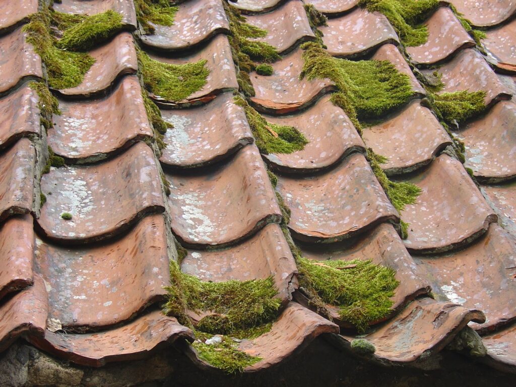 Old roof tiles with patches of green moss growing between them, showcasing natural wear and rustic charm.