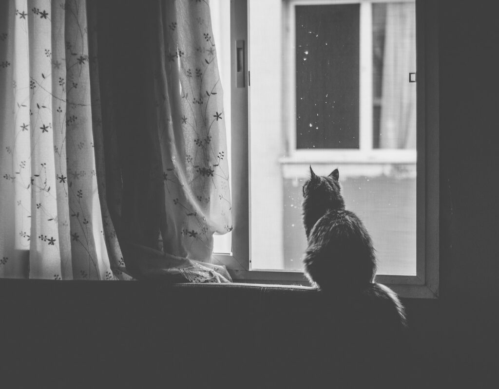 Black and white photo of a cat sitting on a window sill, gazing outside through a curtain.