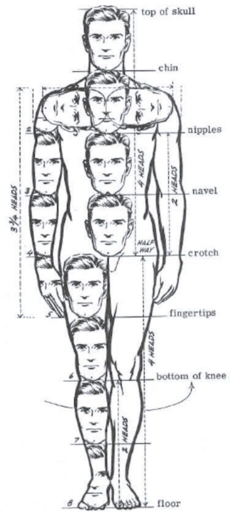 Illustration showing human body proportions with head measurements used as a guide, labeled from head to toe.