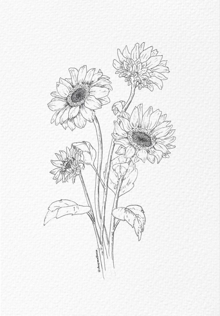 Black and white line drawing of sunflowers with detailed petals and leaves on a textured background.