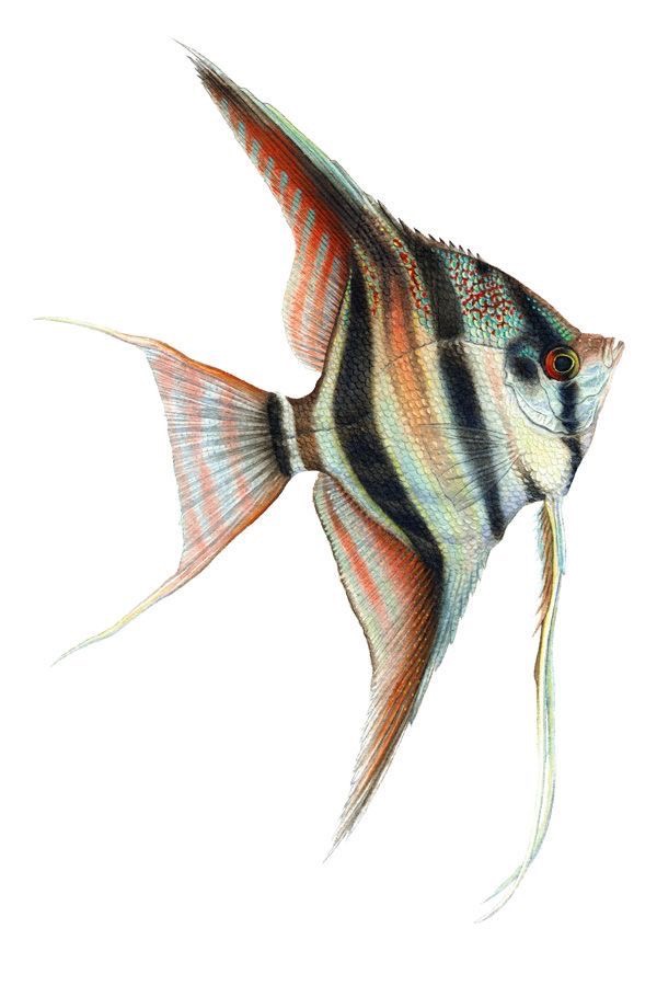 Illustration of a colorful angelfish with vibrant stripes and flowing fins on a white background.