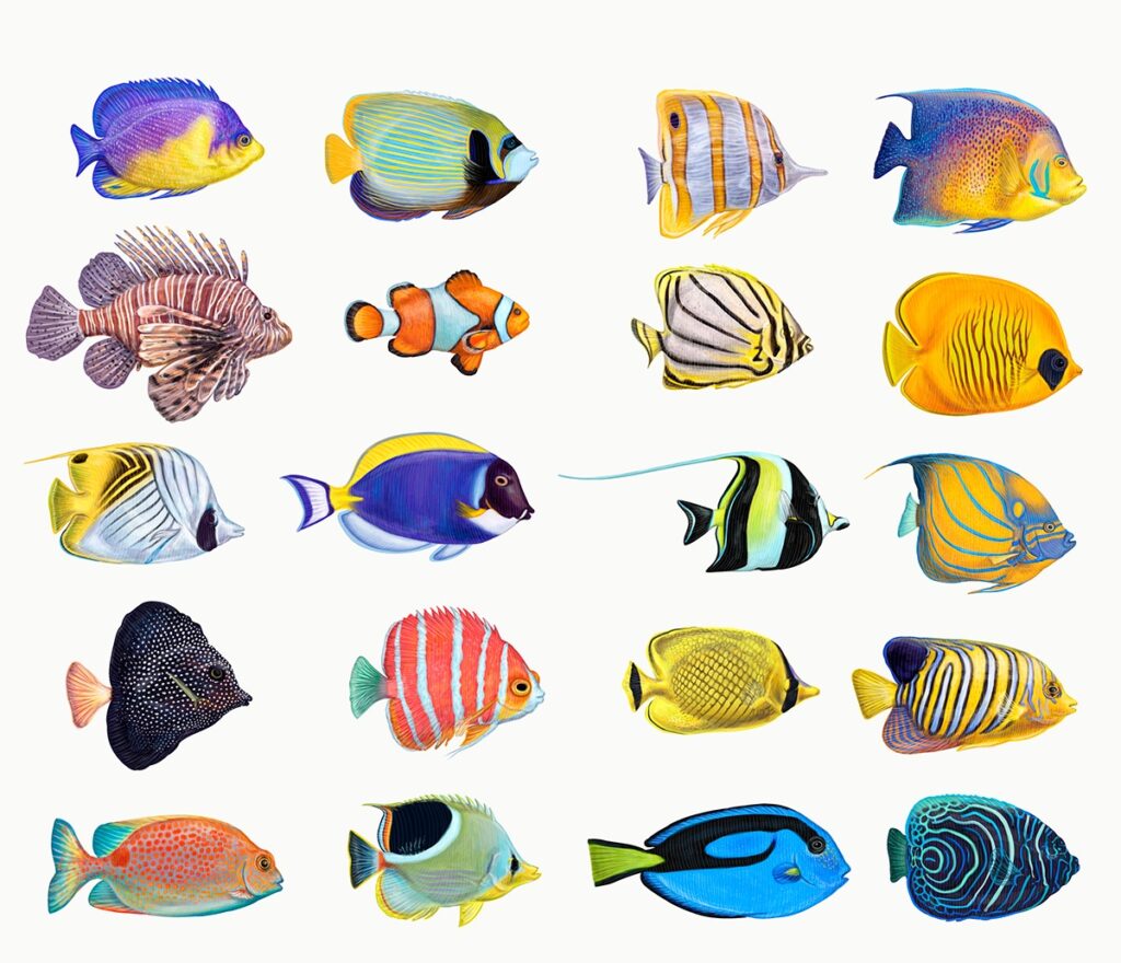 Colorful tropical fish collection showcasing various species in vibrant hues against a light background.