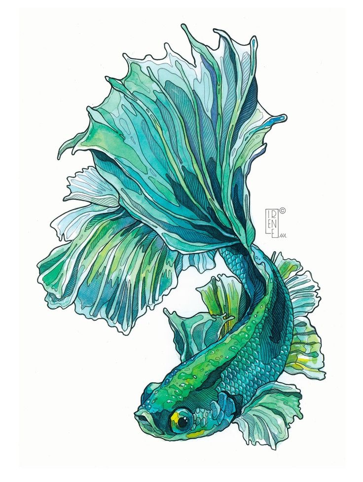 Illustrated green and blue betta fish with flowing fins, vibrant aquatic art, detailed linework.