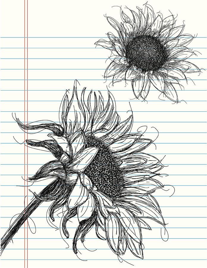 Sketch of two sunflowers on lined notebook paper, detailed pen drawing, artistic botanical illustration.