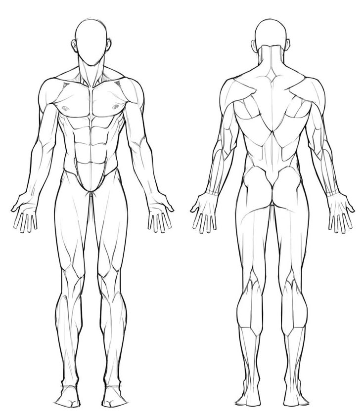 Outline of human anatomy, front and back view, showing muscle groups and body structure.