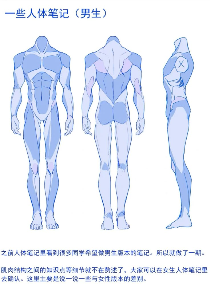 Anime-style male anatomy study showing front, back, and side views with text in Chinese.