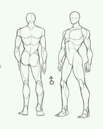 Sketch of male anatomy front and back views, showcasing muscular structure for artists and anatomy studies.