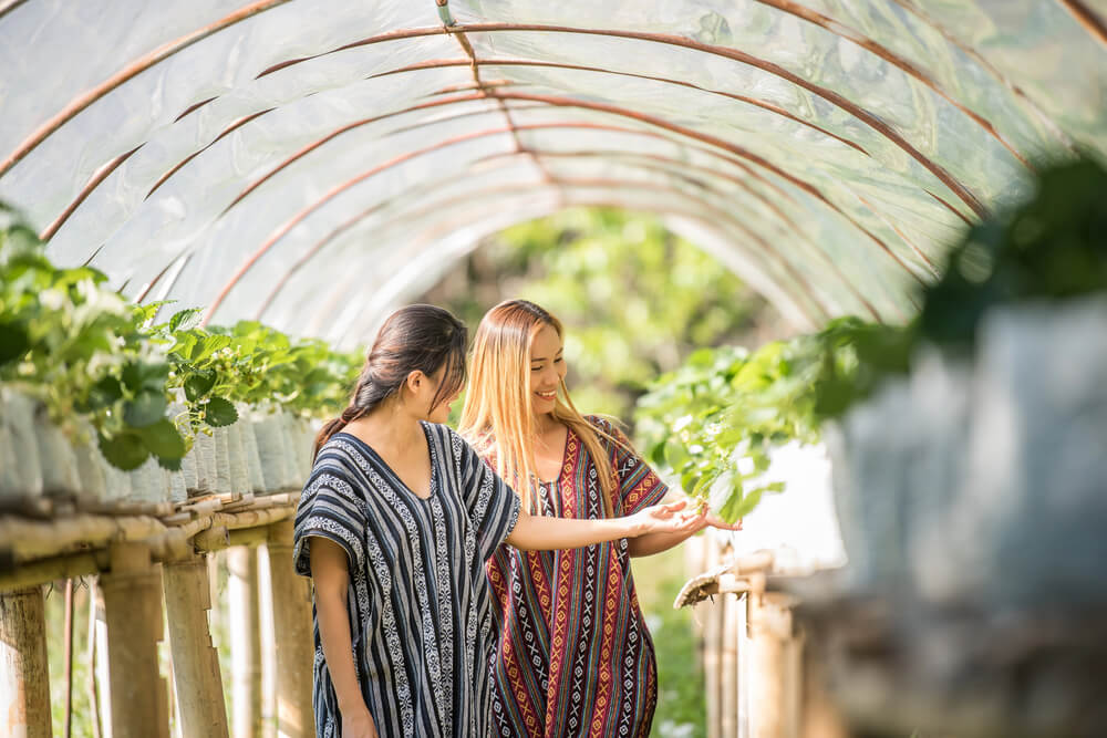 Two women in colorful shirts examining plants in a sunny greenhouse tunnel, surrounded by greenery.