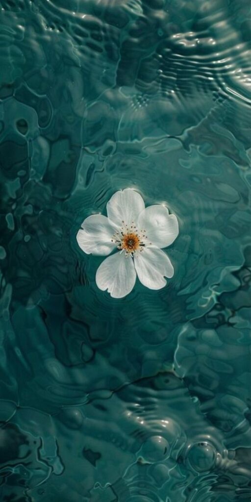 White flower floating on serene water with ripples. Tranquil and peaceful natural scene.