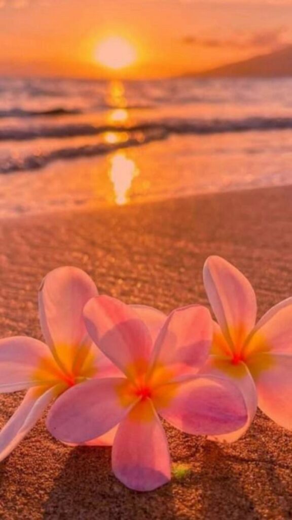 Pink frangipani flowers on a sandy beach with a vibrant sunset over the ocean in the background.