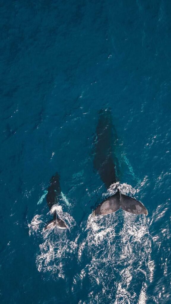 Aerial view of two whales swimming in deep blue ocean, showcasing graceful tails and dynamic water movement.