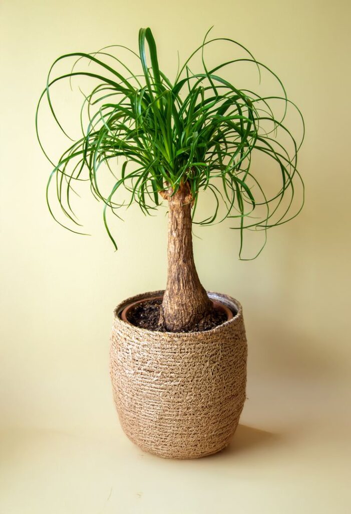 Ponytail palm in woven pot on a light background, showcasing its curly leaves and brown trunk. Perfect indoor decor plant.