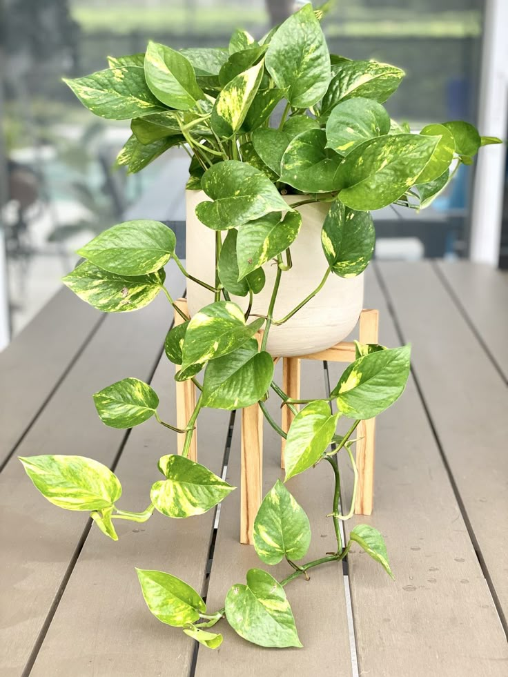 Pothos plant with vibrant green leaves cascading from a planter on a wooden table, ideal for indoor decor.