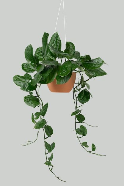 Hanging pothos plant in terracotta pot with lush green leaves against a neutral background. Ideal for indoor spaces.