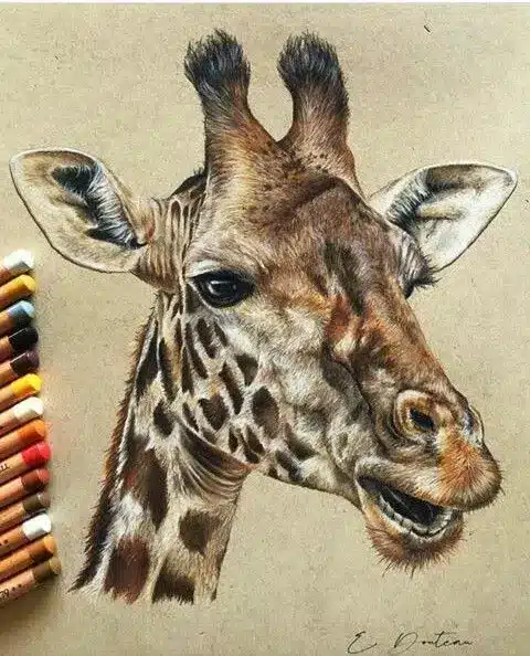 Colored pencil drawing of a giraffe head on beige paper with pencils nearby, showcasing detailed textures and realism.