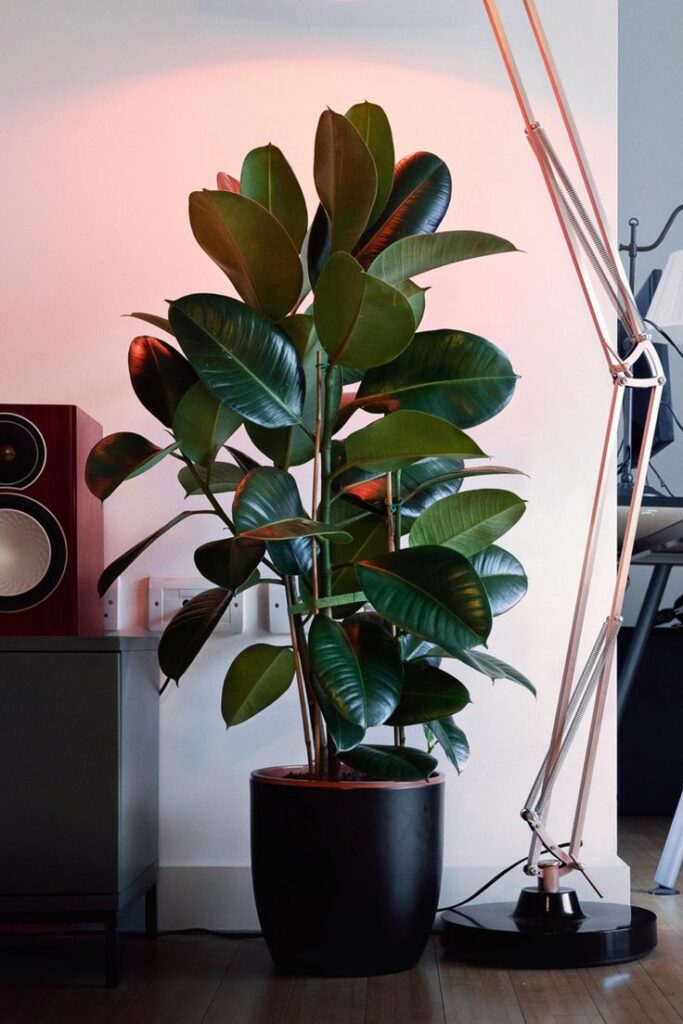 Potted rubber plant with glossy leaves beside a modern floor lamp in a stylish indoor setting.