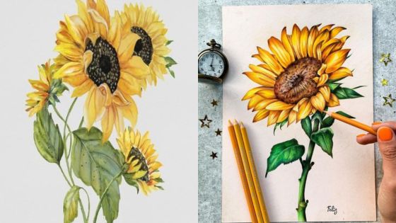 Illustrated sunflowers on paper with vibrant colors, pencils, and clock. Perfect for artistic inspiration and nature lovers.