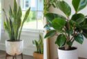 6 Plants Perfect for a Mid-Century Modern Look