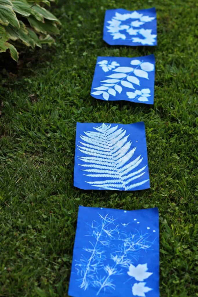 Sun prints with leaf patterns on blue paper, displayed on grass, showcasing nature-inspired art.