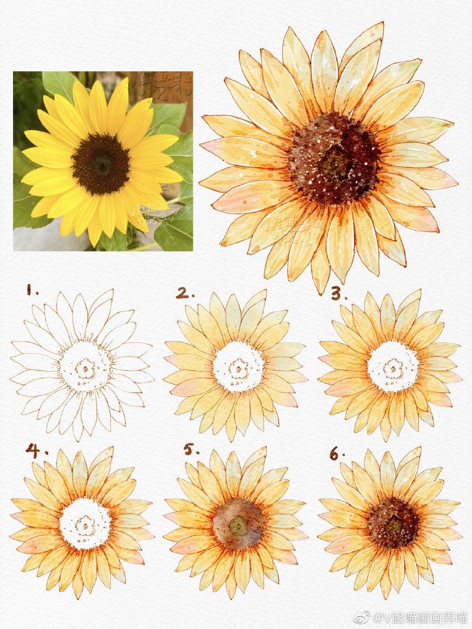 Step-by-step watercolor sunflower illustration guide with reference photo.