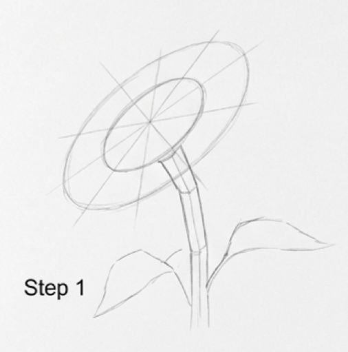 Sunflower drawing step 1: pencil sketch with circular guidelines, stem and two leaves