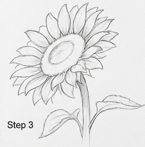 Sunflower drawing tutorial step 3: pencil sketch of a sunflower with stem and leaves