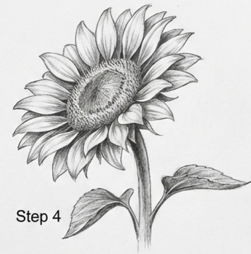 Sunflower pencil sketch drawing tutorial - Step 4: detailed petals, center and leaves