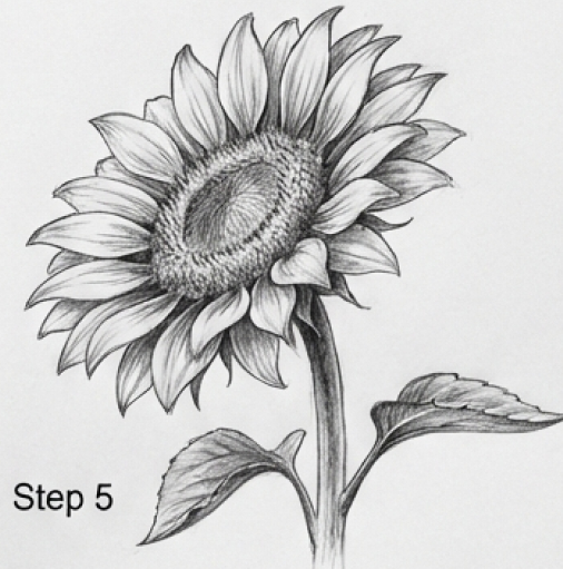 Detailed pencil sketch of a sunflower with stem and leaves, hand-drawn tutorial labeled 'Step 5'