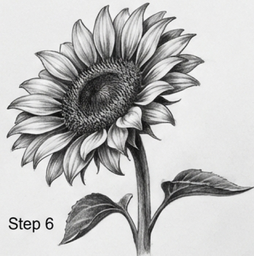 Sunflower pencil sketch tutorial: detailed drawing of a sunflower with stem and leaves (Step 6)
