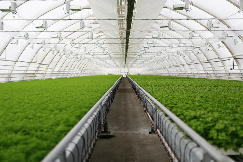 Indoor greenhouse with rows of lush green plants and modern lighting for sustainable agriculture.