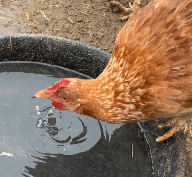 Brown hen drinking from a black water bucket on a farm.
