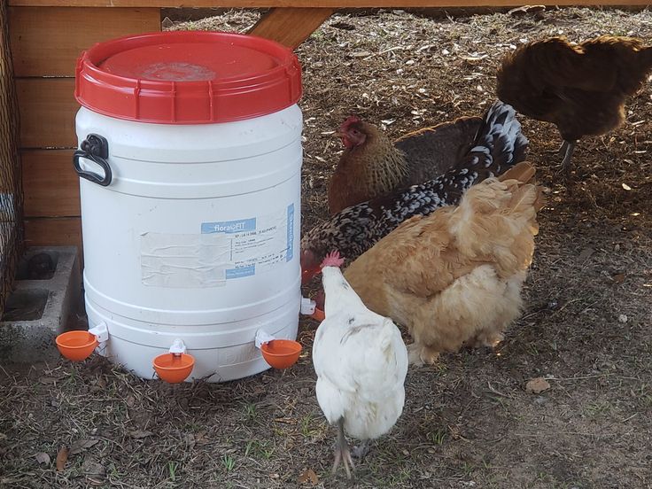 Chickens drinking from a DIY water dispenser in a backyard coop setup.