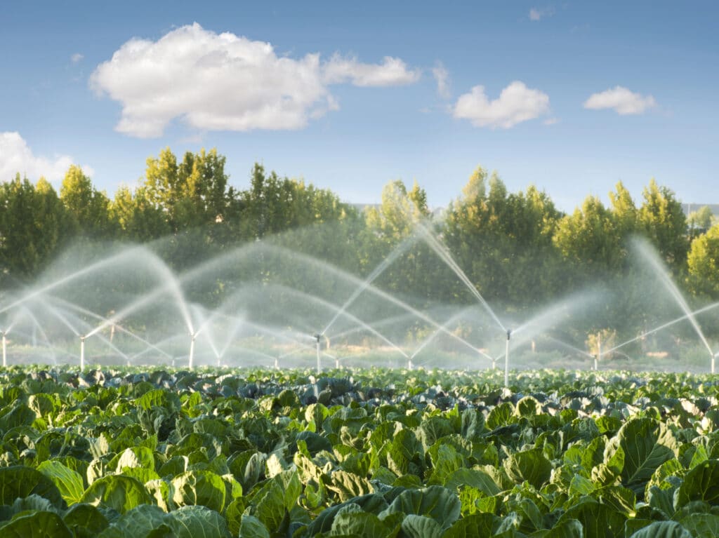 Field of crops being irrigated with sprinklers under a clear blue sky.