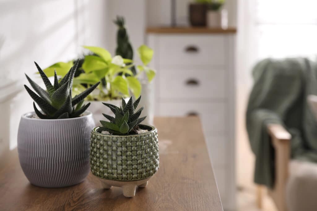 Depositphotos_467815900_XL Succulent plants in decorative pots on a wooden table in a cozy, sunlit room. | Sky Rye Design Succulent plants in decorative pots on a wooden table in a cozy, sunlit room.