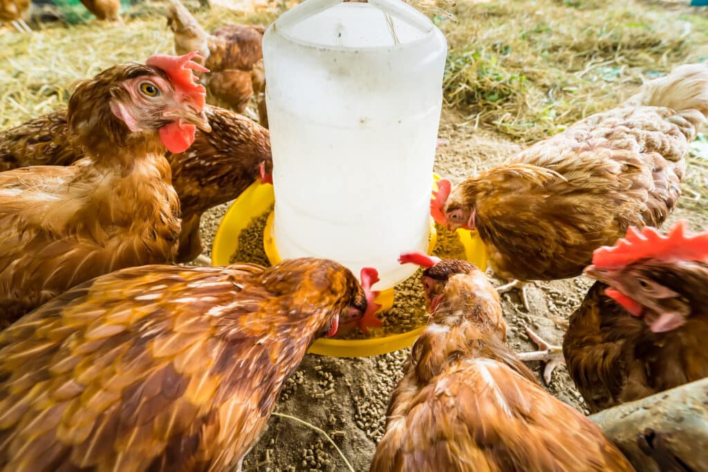 Chickens feeding on grain in a farmyard feeder, surrounded by hay and straw.