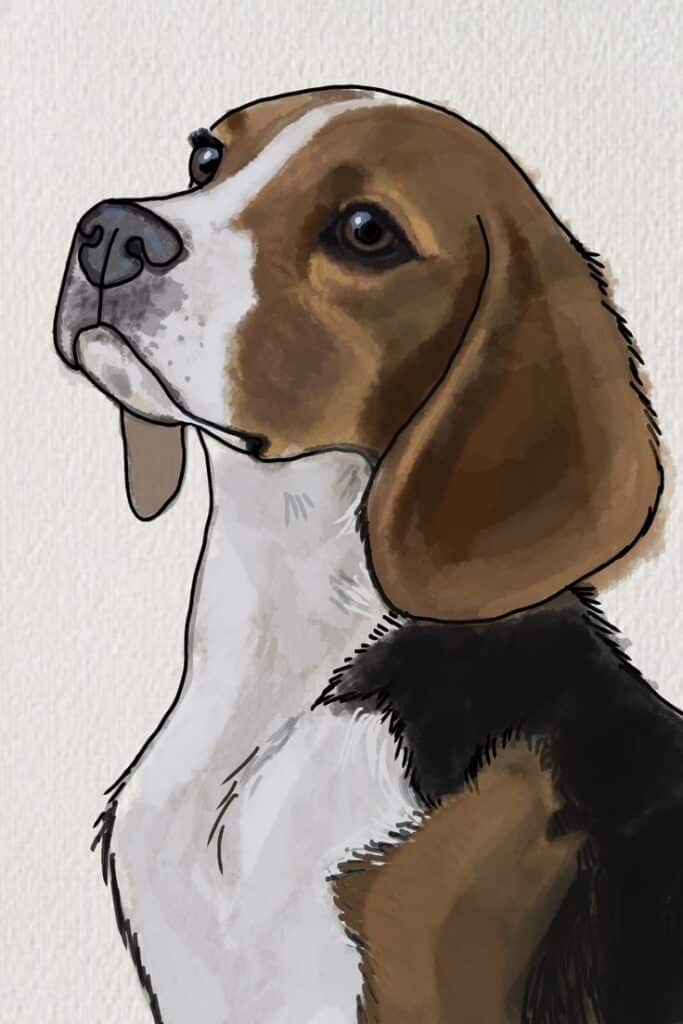 Illustration of a beagle gazing upwards, highlighting its expressive, soulful eyes and characteristic tricolor coat.