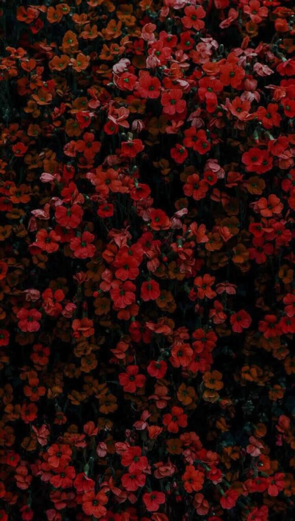 Vibrant red and orange flowers in full bloom, creating a lush, colorful background.