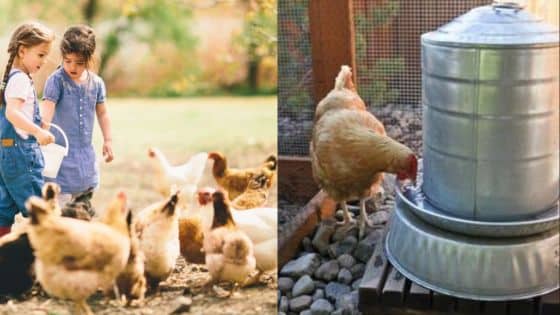 Viewing Deck Blog 10 Children feeding chickens outdoors; chicken drinking water from a metal container. | Sky Rye Design Children feeding chickens outdoors; chicken drinking water from a metal container.