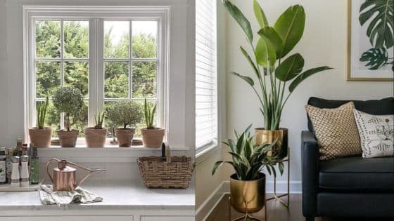 Viewing Deck Blog-12 Indoor plants and decor: potted greenery on windowsill and by couch with warm lighting in a cozy living space. | Sky Rye Design Indoor plants and decor: potted greenery on windowsill and by couch with warm lighting in a cozy living space.