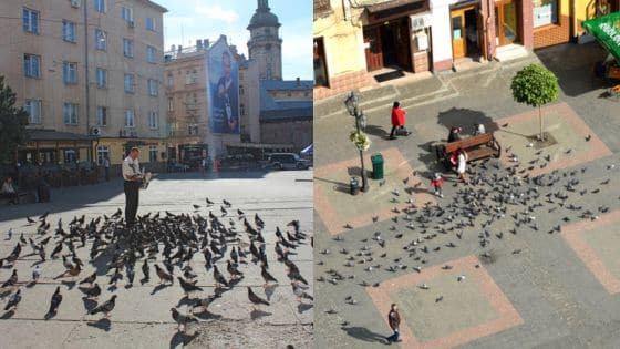 Viewing Deck Blog - 2025-04-15T194226285 People feeding pigeons in a bustling city square on a sunny day. | Sky Rye Design People feeding pigeons in a bustling city square on a sunny day.
