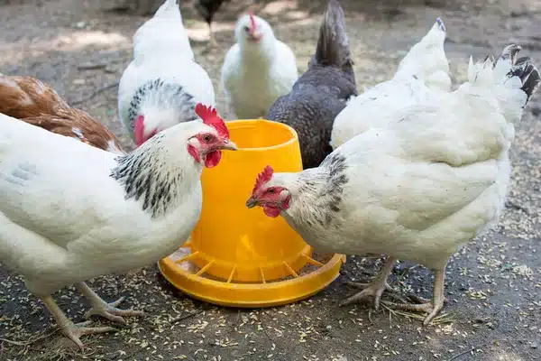 depositphotos_381684704-stock-photo-white-chickens-farm-birds-eat Chickens eating around a yellow feeder on a farm, surrounded by scattered grains. | Sky Rye Design Chickens eating around a yellow feeder on a farm, surrounded by scattered grains.