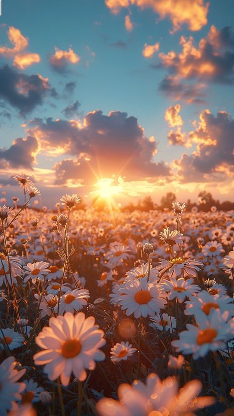 Field of daisies under a vibrant sunset sky with colorful clouds and a glowing sun on the horizon.