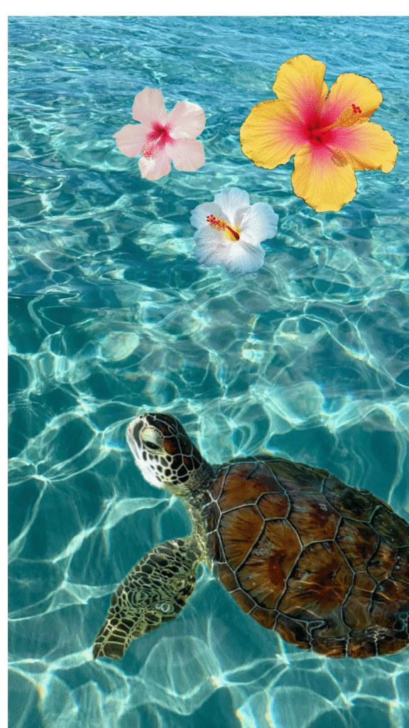 завантаження 3 Sea turtle swimming in clear water with colorful hibiscus flowers above. | Sky Rye Design Sea turtle swimming in clear water with colorful hibiscus flowers above.